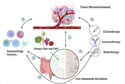 The role of the symbiotic microecosystem in cancer: gut microbiota, metabolome, and host immunome